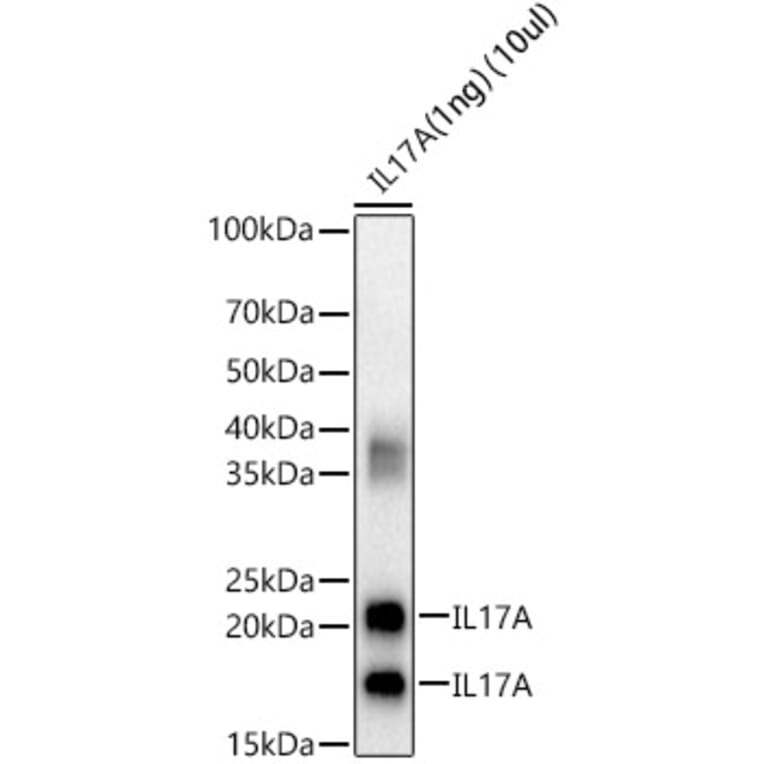 Western Blot - Anti-IL-17A Antibody (A89567) - Antibodies.com