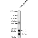 Western Blot - Anti-IL-17A Antibody (A89567) - Antibodies.com