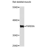 Western Blot - Anti-PARD6A Antibody (A12755) - Antibodies.com