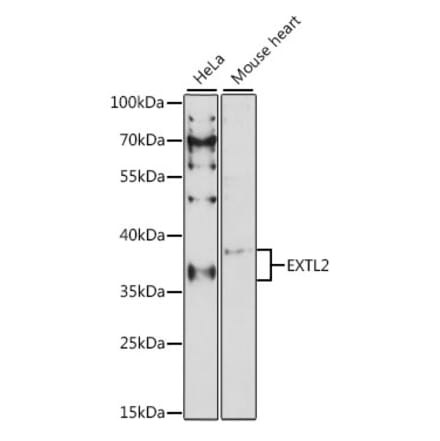 Western Blot - Anti-EXTL2 Antibody (A89573) - Antibodies.com