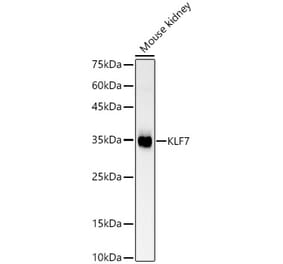 Western Blot - Anti-KLF7 Antibody (A89575) - Antibodies.com