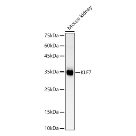 Western Blot - Anti-KLF7 Antibody (A89575) - Antibodies.com