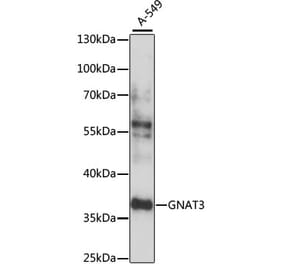Western Blot - Anti-GNAT3 Antibody (A89576) - Antibodies.com