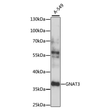 Western Blot - Anti-GNAT3 Antibody (A89576) - Antibodies.com