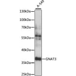 Western Blot - Anti-GNAT3 Antibody (A89576) - Antibodies.com