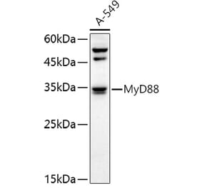 Western Blot - Anti-MyD88 Antibody (A89577) - Antibodies.com