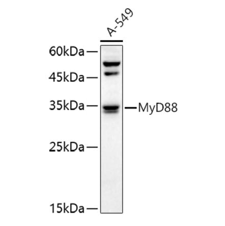 Western Blot - Anti-MyD88 Antibody (A89577) - Antibodies.com