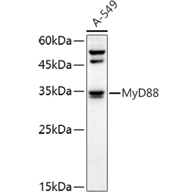 Western Blot - Anti-MyD88 Antibody (A89577) - Antibodies.com