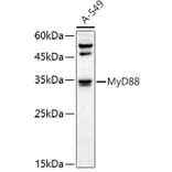 Western Blot - Anti-MyD88 Antibody (A89577) - Antibodies.com