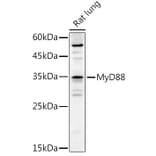 Western Blot - Anti-MyD88 Antibody (A89577) - Antibodies.com