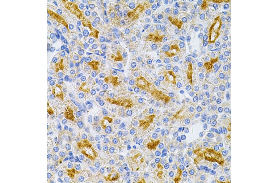 Immunohistochemistry - Anti-MyD88 Antibody (A89577) - Antibodies.com