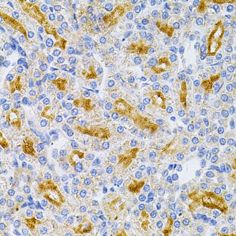 Immunohistochemistry - Anti-MyD88 Antibody (A89577) - Antibodies.com