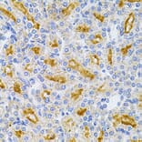 Immunohistochemistry - Anti-MyD88 Antibody (A89577) - Antibodies.com