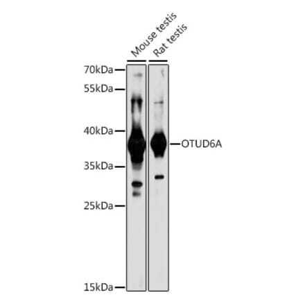Western Blot - Anti-Otud6a Antibody (A89583) - Antibodies.com
