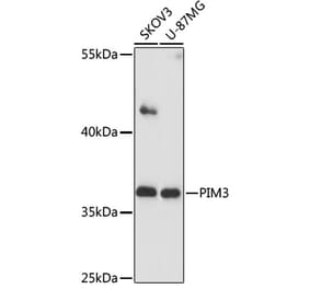 Western Blot - Anti-PIM3 Antibody (A89584) - Antibodies.com