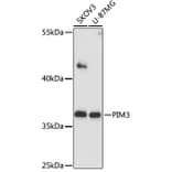 Western Blot - Anti-PIM3 Antibody (A89584) - Antibodies.com