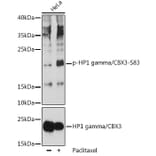 Western Blot - Anti-HP1 gamma/CBX3 (phospho Ser83) Antibody (A89585) - Antibodies.com