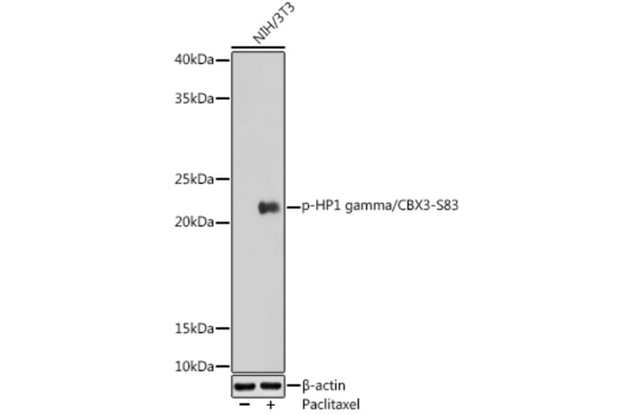 Western Blot - Anti-HP1 gamma/CBX3 (phospho Ser83) Antibody (A89585) - Antibodies.com