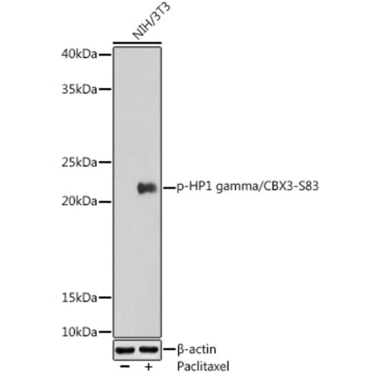 Western Blot - Anti-HP1 gamma/CBX3 (phospho Ser83) Antibody (A89585) - Antibodies.com