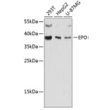 Western Blot - Anti-EPO Antibody (A89587) - Antibodies.com