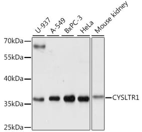 Western Blot - Anti-CysLT1 Antibody (A89589) - Antibodies.com