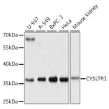 Western Blot - Anti-CysLT1 Antibody (A89589) - Antibodies.com
