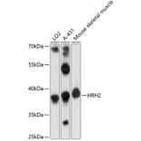 Western Blot - Anti-H2R Antibody (A89593) - Antibodies.com
