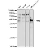 Western Blot - Anti-PIM2 Antibody (A89595) - Antibodies.com