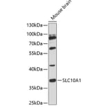 Western Blot - Anti-SLC10A1/NTCP1 Antibody (A89596) - Antibodies.com