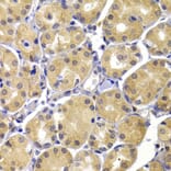 Immunohistochemistry - Anti-UBIAD1 Antibody (A13421) - Antibodies.com