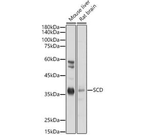 Western Blot - Anti-SCD1 Antibody (A89598) - Antibodies.com