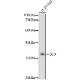 Western Blot - Anti-SCD1 Antibody (A89598) - Antibodies.com