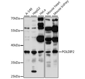 Western Blot - Anti-POLDIP2 Antibody (A89601) - Antibodies.com