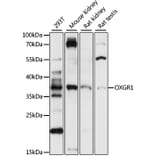 Western Blot - Anti-OXGR1/GPR99 Antibody (A89602) - Antibodies.com