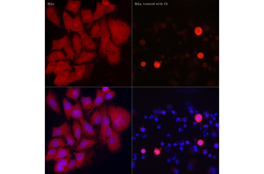 Immunofluorescence - Anti-EIF2S1 (phospho Ser51) Antibody (A89604) - Antibodies.com