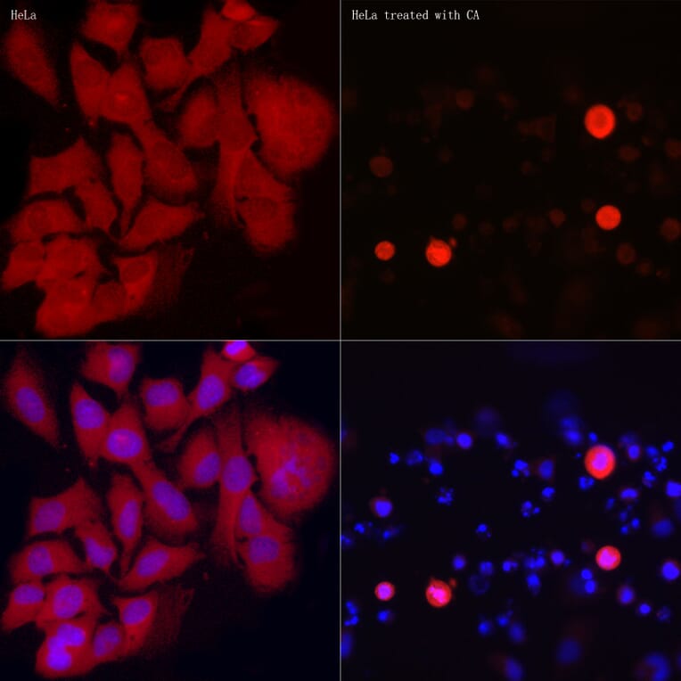 Immunofluorescence - Anti-EIF2S1 (phospho Ser51) Antibody (A89604) - Antibodies.com