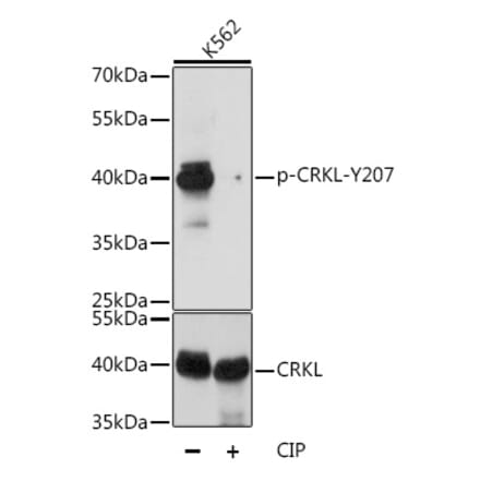 Western Blot - Anti-CrkL (phospho Tyr207) Antibody (A89607) - Antibodies.com