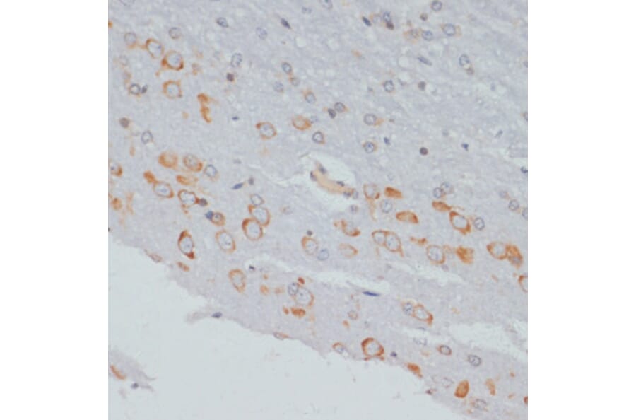 Immunohistochemistry - Anti-CrkL (phospho Tyr207) Antibody (A89607) - Antibodies.com