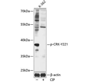 Western Blot - Anti-Crk p38 (phospho Tyr221) Antibody (A89608) - Antibodies.com