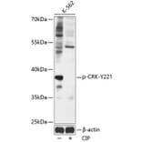 Western Blot - Anti-Crk p38 (phospho Tyr221) Antibody (A89608) - Antibodies.com