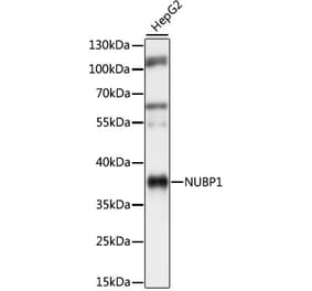 Western Blot - Anti-NUBP1 Antibody (A89609) - Antibodies.com