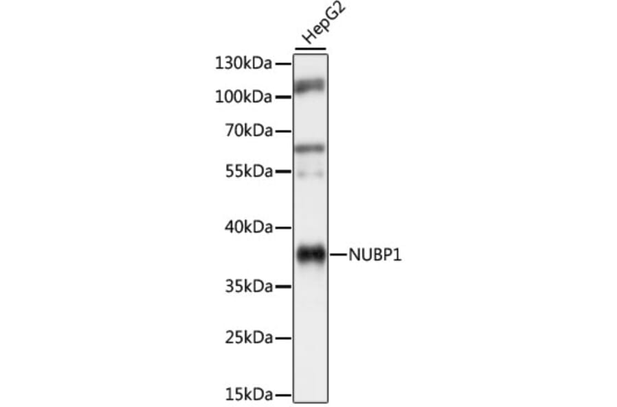 Western Blot - Anti-NUBP1 Antibody (A89609) - Antibodies.com