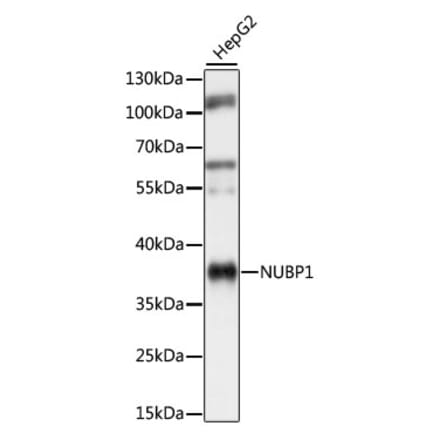 Western Blot - Anti-NUBP1 Antibody (A89609) - Antibodies.com