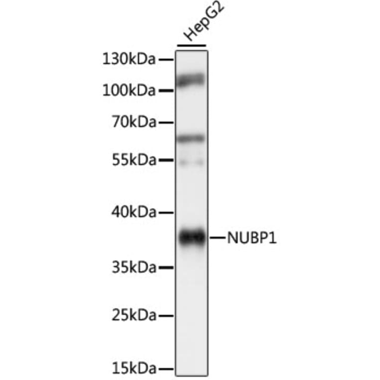 Western Blot - Anti-NUBP1 Antibody (A89609) - Antibodies.com
