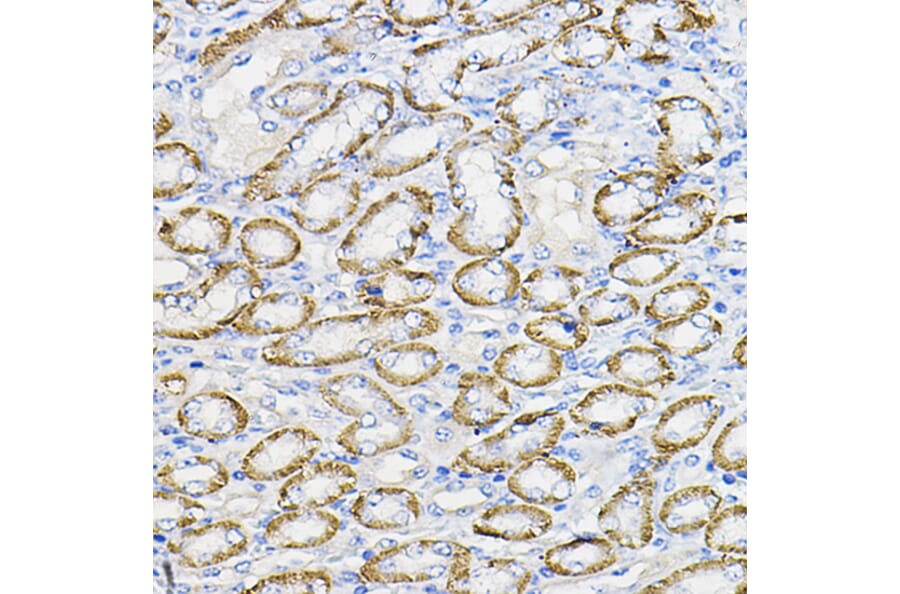 Immunohistochemistry - Anti-NUBP1 Antibody (A89609) - Antibodies.com