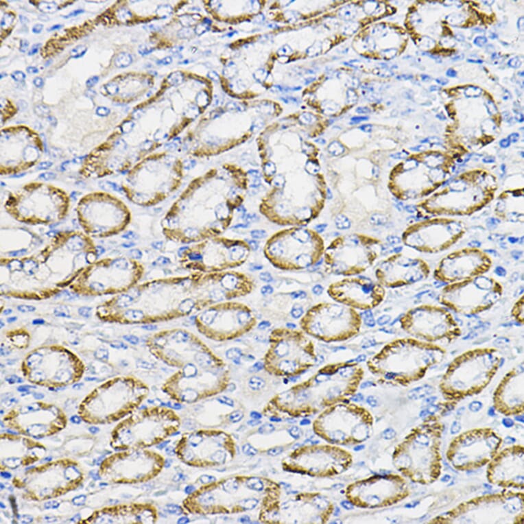 Immunohistochemistry - Anti-NUBP1 Antibody (A89609) - Antibodies.com