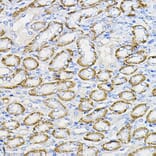 Immunohistochemistry - Anti-NUBP1 Antibody (A89609) - Antibodies.com