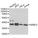 Western Blot - Anti-NRBF2 Antibody (A13422) - Antibodies.com