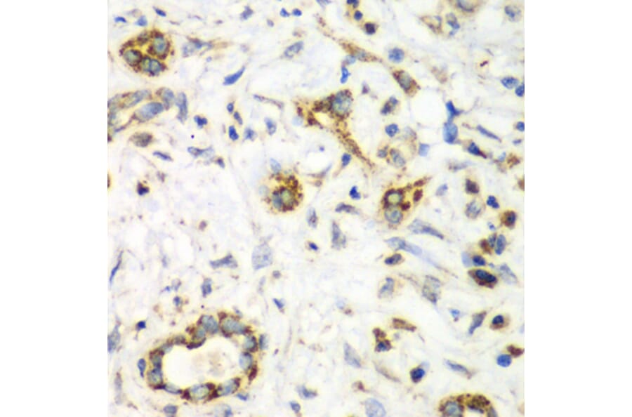 Immunohistochemistry - Anti-NRBF2 Antibody (A13422) - Antibodies.com