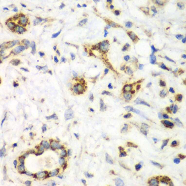 Immunohistochemistry - Anti-NRBF2 Antibody (A13422) - Antibodies.com